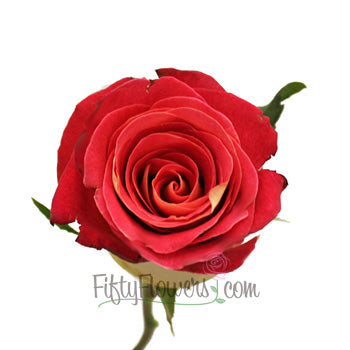 Friendship Yellow and Red Rose