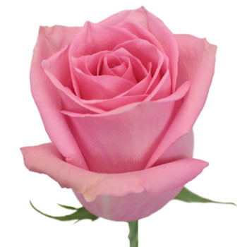 Marry Me Pink Rose