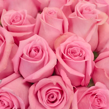 Marry Me Pink Rose