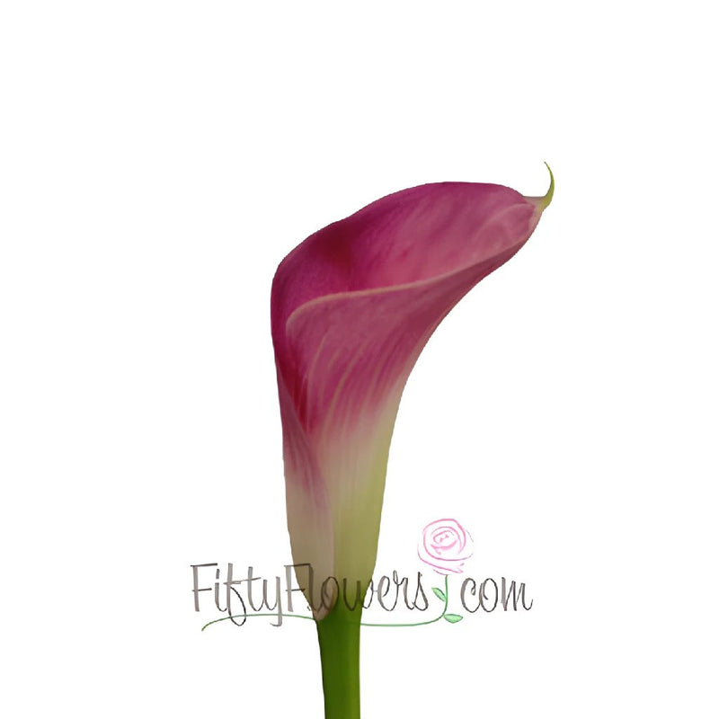 Pretty In Pink Calla Lily Flower