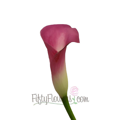 Pretty In Pink Calla Lily Flower
