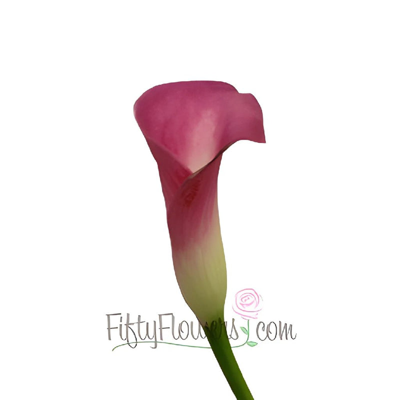 Pretty In Pink Calla Lily Flower