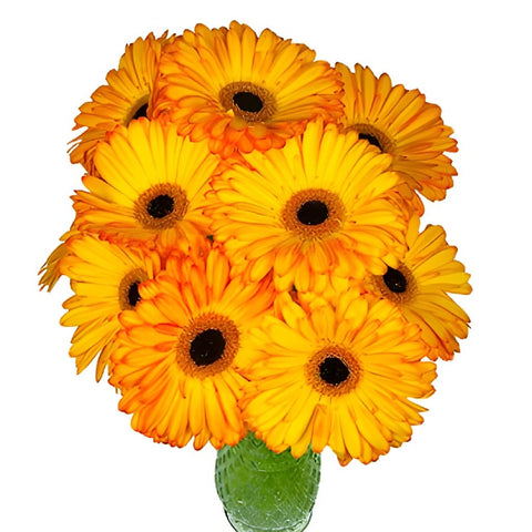 Gerbera Daisy Catwalk Sunset Wholesale Flowers In a vase