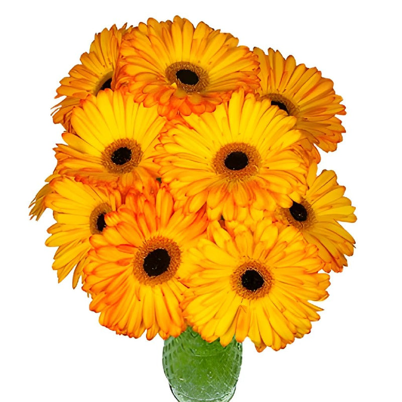 Gerbera Daisy Catwalk Sunset Wholesale Flowers In a vase