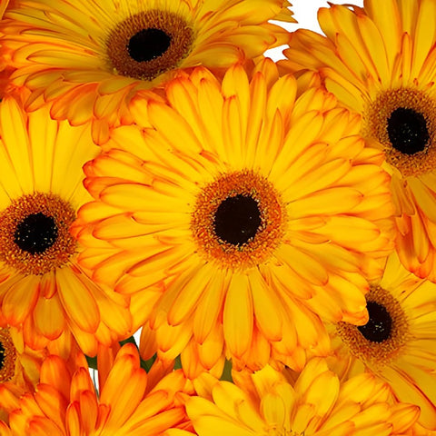 Gerbera Daisy Catwalk Sunset Wholesale Flower Blooms