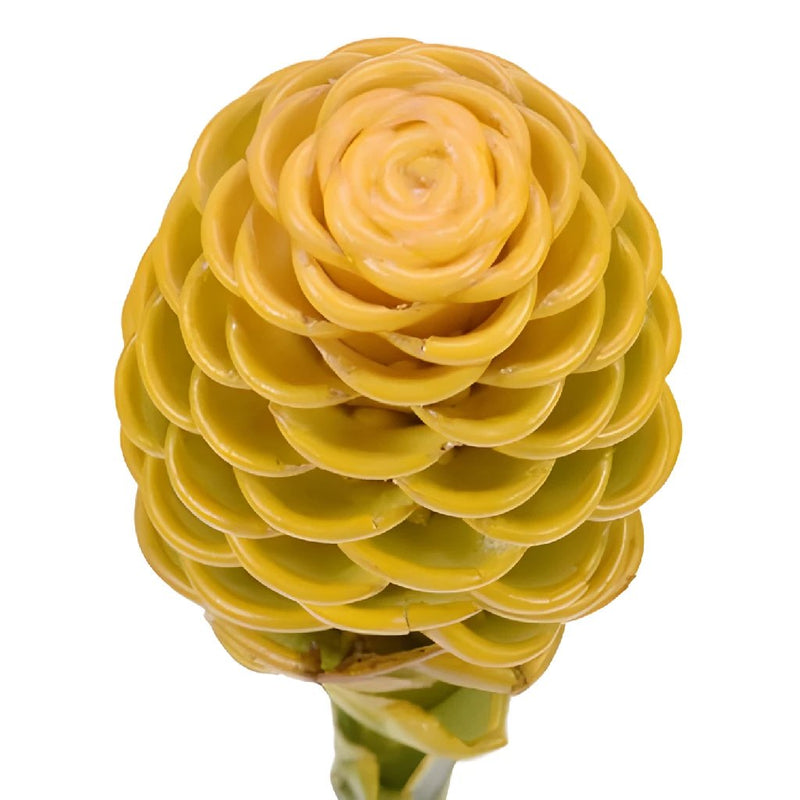 Yellow Shampoo Ginger