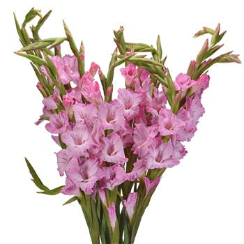Wholesale Gladiolus Flowers for Mom