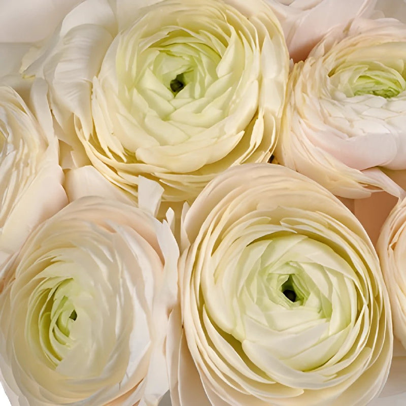 Blush Italian Cloony Ranunculus