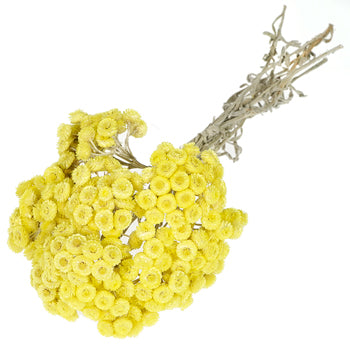 Yellow Italian Straw Flower