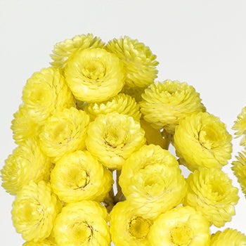 Yellow Italian Straw Flower