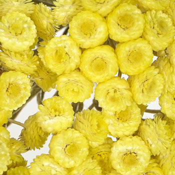 Yellow Italian Straw Flower