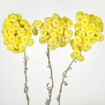 Yellow Italian Straw Flower