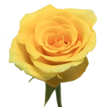 High Exotic Bright Yellow Rose