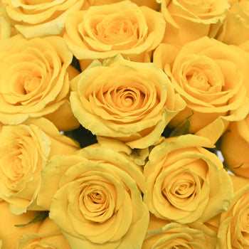 High Exotic Bright Yellow Rose