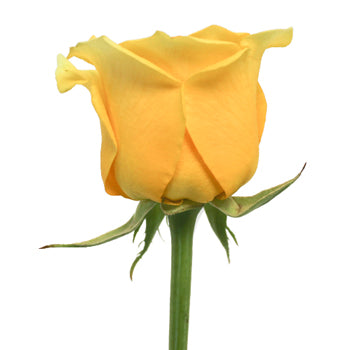 High Exotic Bright Yellow Rose