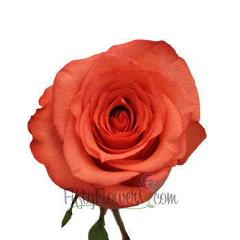 High and Blooming Coral Bulk Rose
