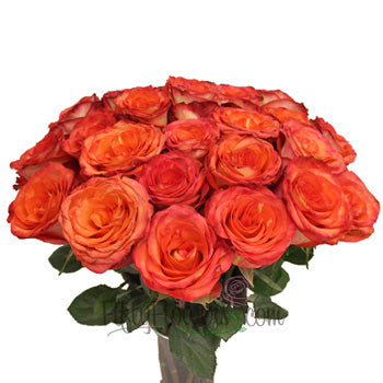 High and Orange Magic Rose