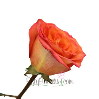 High and Orange Magic Rose
