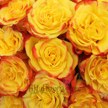 High and Yellow Magic Rose