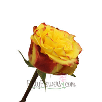 High and Yellow Magic Rose