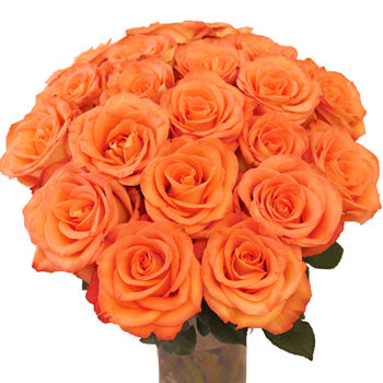 Orange High and Peach Bulk Rose