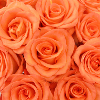Orange High and Peach Bulk Rose