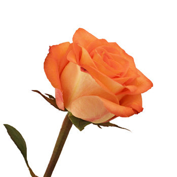 Orange High and Peach Bulk Rose