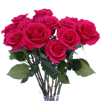 Hot Lady Hot Pink Rose