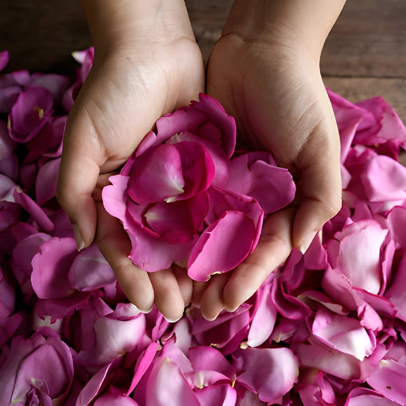Dried Garden Rose Petals Hot Pink