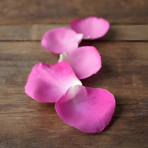 Magenta Garden Rose Petals