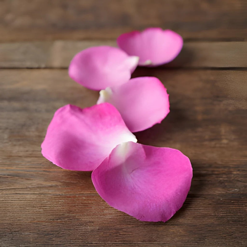 Magenta Garden Rose Petals
