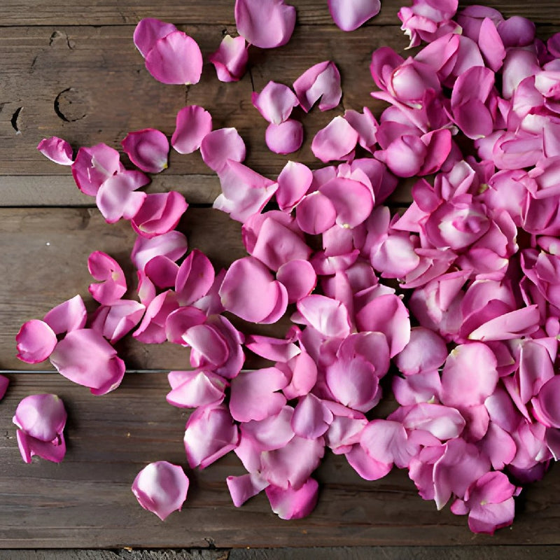 Magenta Garden Rose Petals