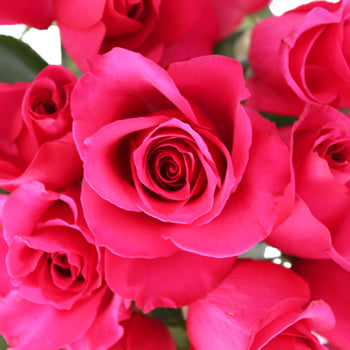 Hot Princess Hot Pink Rose