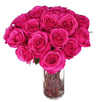 Hot Party Hot Pink Rose