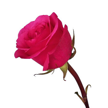 Hot Party Hot Pink Rose