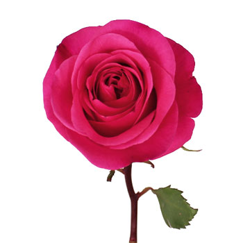 Hot Party Hot Pink Rose