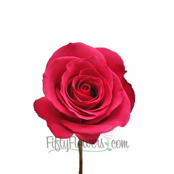 Hot Princess Hot Pink Rose