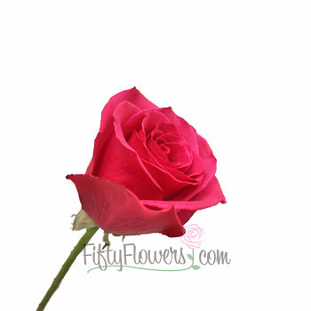 Hot Princess Hot Pink Rose
