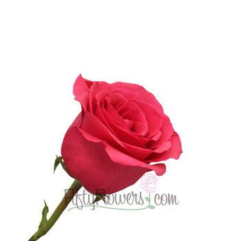 Dark Pink Hot Shot Rose