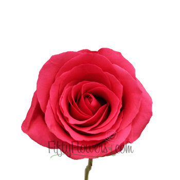 Dark Pink Hot Shot Rose