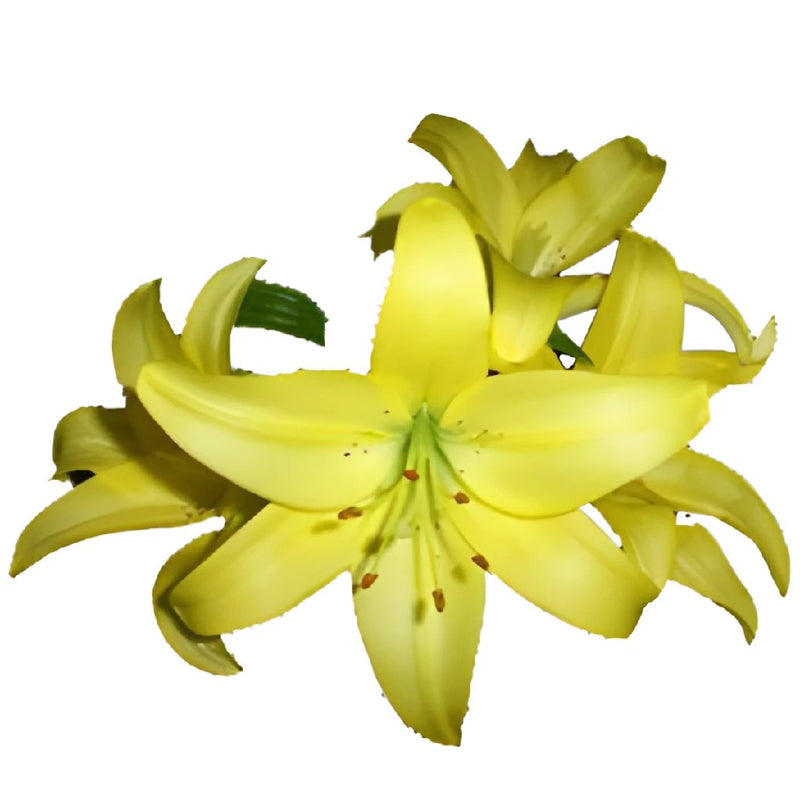 Yellow Hybrid Bulk Lilies