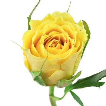 Yellow Idol Sweetheart Roses