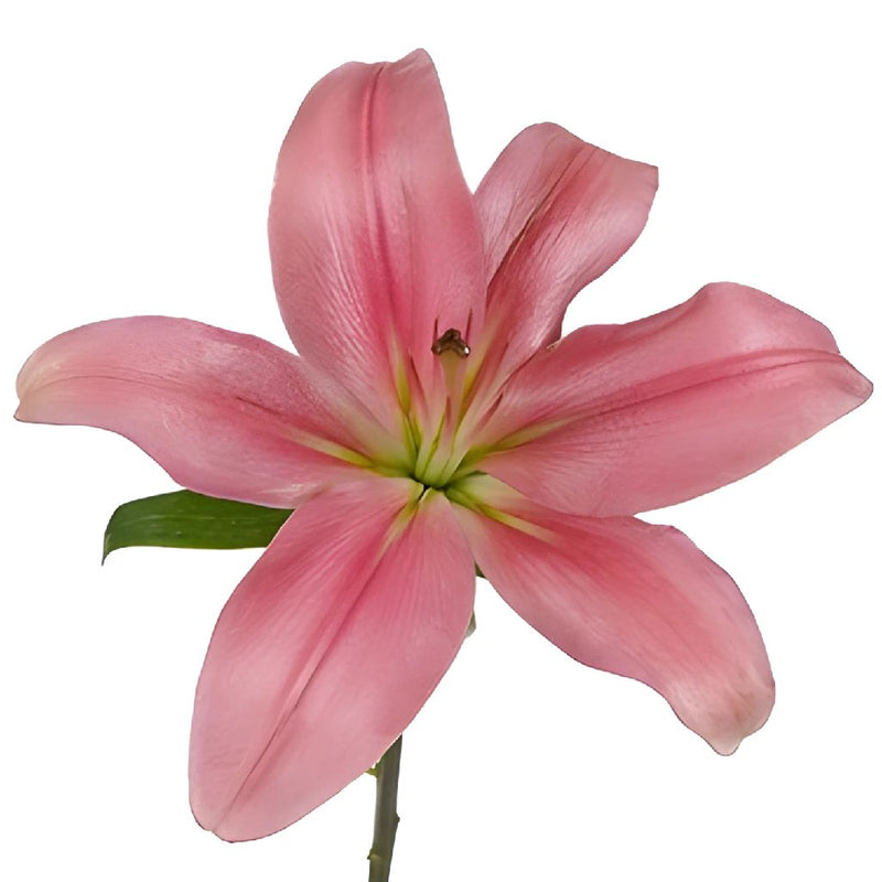 Antique Pink Hybrid Lily