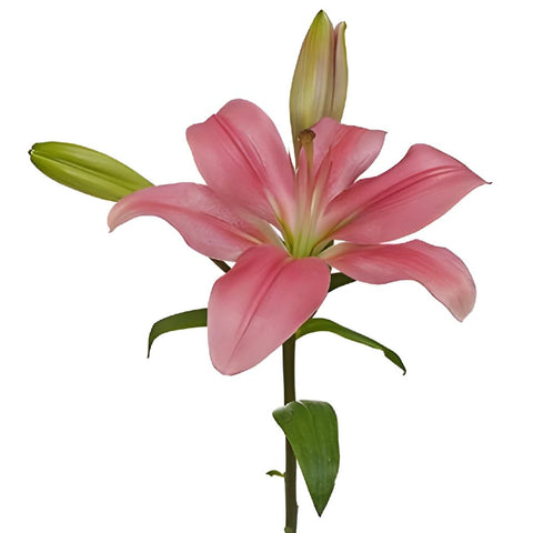 Antique Pink Hybrid Lily