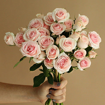 Irishka Pink Wholesale Rose Bunch in a hand