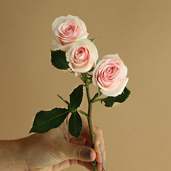 Irishka Pink Rose Stem