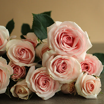 Irishka Pink Roses up close