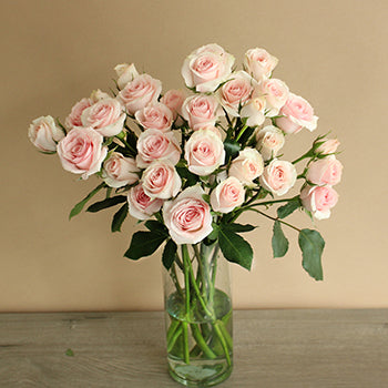 Irishka Pink Wholesale Roses In a vase