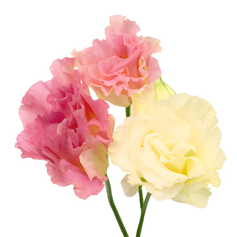 Pink Champagne Lisianthus Flower