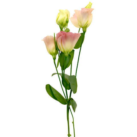 Pink Champagne Lisianthus Flower